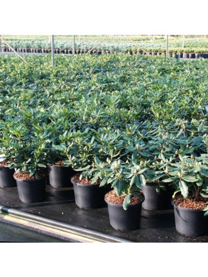 Rhododendron (T) Gomer Waterer V70cm