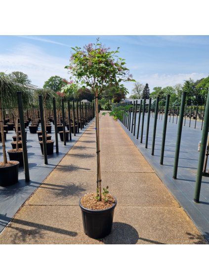 Syringa Flowerfesta pink V140cm