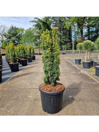 Taxus baccata 'David' V110cm