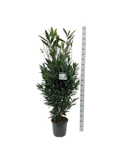 Prunus laurocerasus V180cm