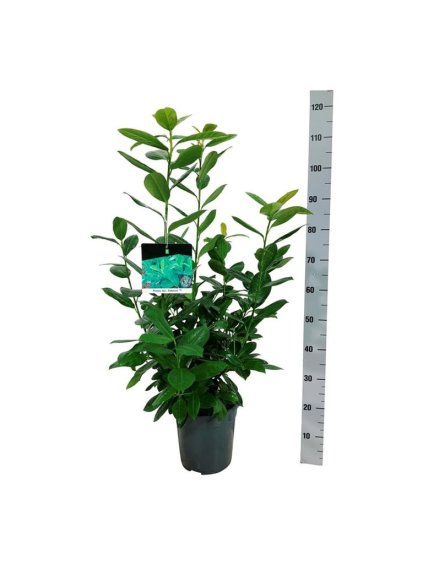 Prunus laurocerasus V110cm