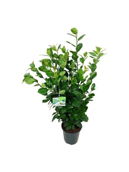 Prunus laurocerasus V110cm