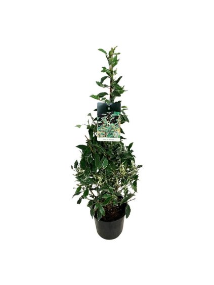 Prunus lusitanica 'Variegata' V110cm