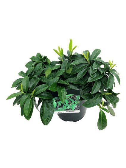 Prunus laurocerasus 'Mount Vernon' V75cm