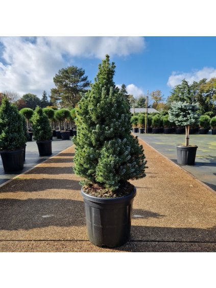 Picea glauca 'Sander's Blue' V110cm