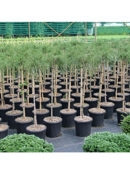 Thuja plicata 'Whipecord' V140cm