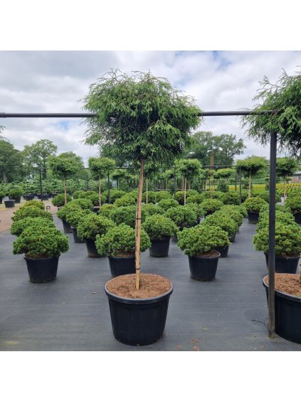 Thuja plicata Kagers Beauty V350cm