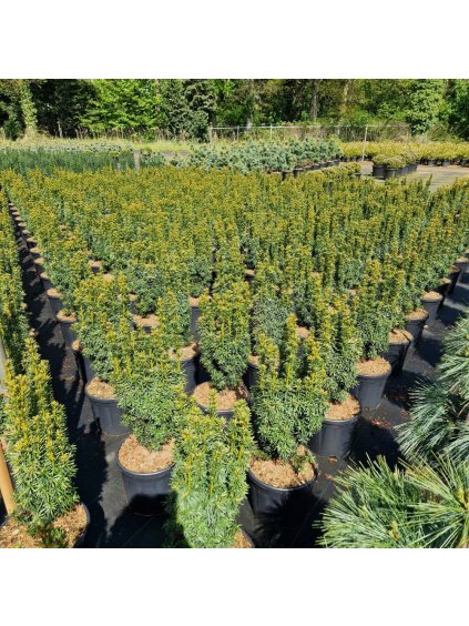 Taxus baccata 'David' V80cm