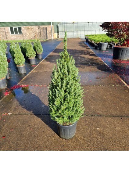 Picea glauca conica Perfecta V120cm