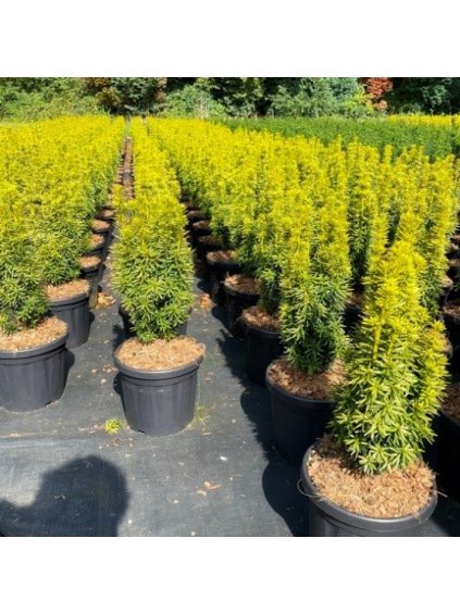 Taxus baccata 'David' V60cm