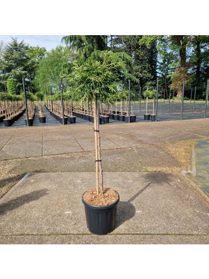 Thuja plicata Kagers Beauty V140cm