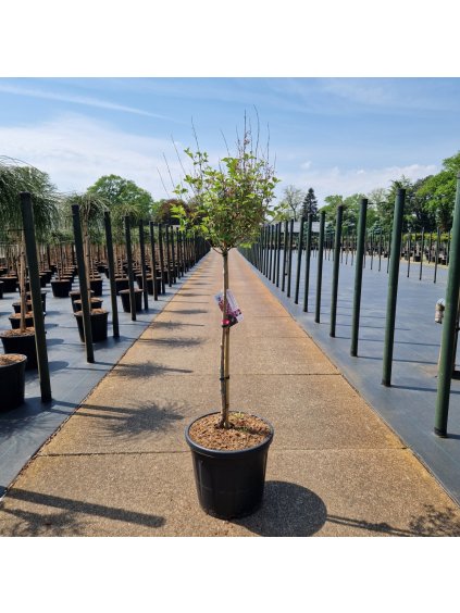 Syringa meyeri Pink Perfume V110cm