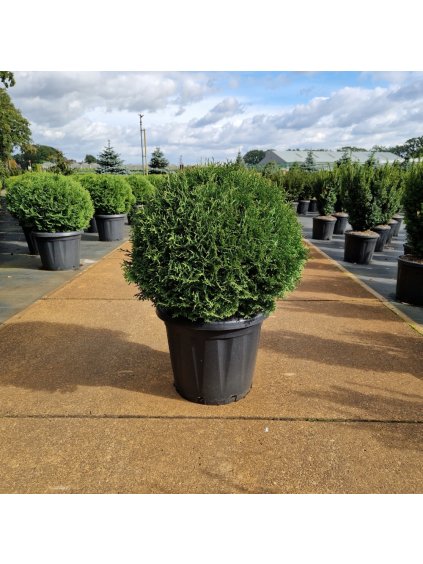 Thuja occidentalis 'Tiny Tim' V90cm