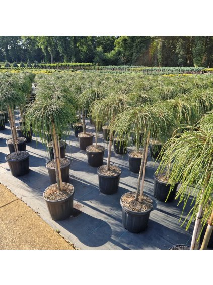 Thuja plicata 'Whipecord' V140cm