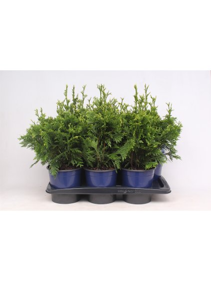 Thuja plicata 'Can-Can' V45cm