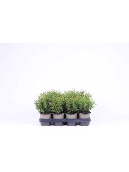 Thuja occidentalis 'Tiny Tim' V20cm