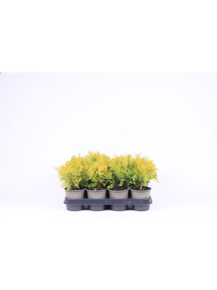 Thuja occidentalis 'Golden Globe' V20cm