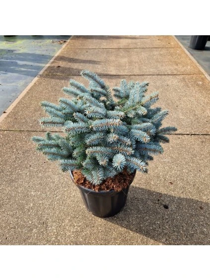 Picea pungens 'Glauca Globosa' V80cm