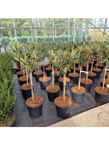 Rhododendron (Y) Clivia V110cm