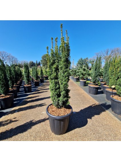 Taxus baccata 'David' V120cm