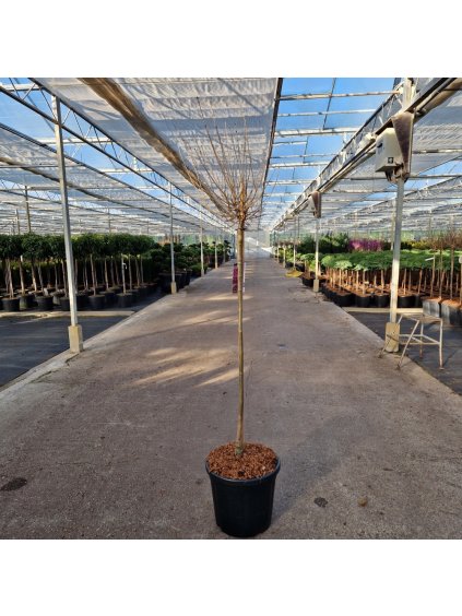 Syringa meyeri Dark Purple V140cm