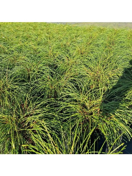 Thuja plicata 'Whipecord' V50cm