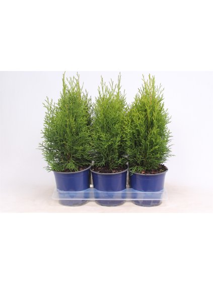 Thuja occidentalis 'Smaragd' V50cm