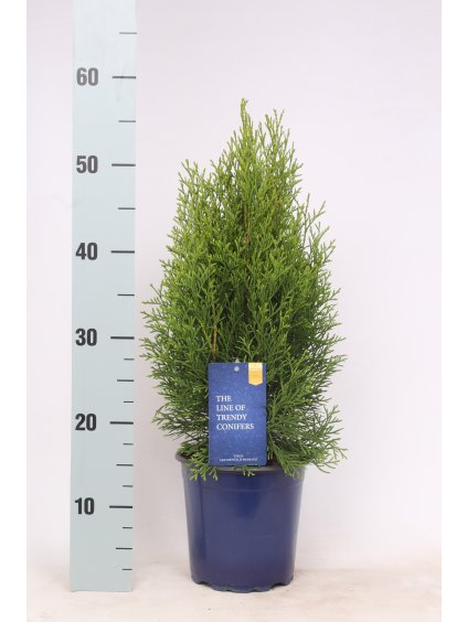 Thuja occidentalis 'Smaragd' V55cm