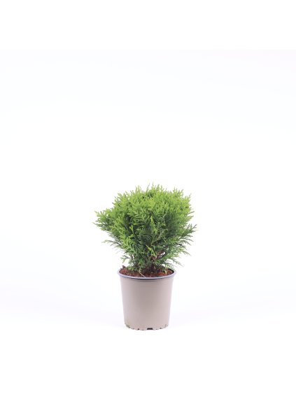 Thuja occidentalis 'Danica' V25cm