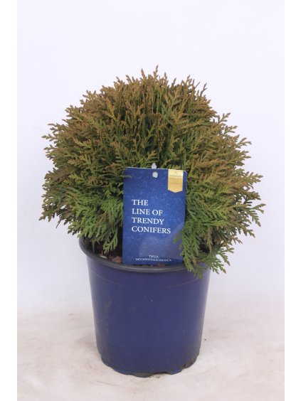 Thuja occidentalis 'Danica' V30cm