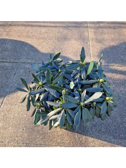 Rhododendron (Y) Marcel Menard V70cm