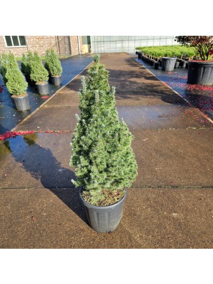 Picea glauca 'Sander's Blue' V90cm