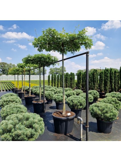 Quercus palustris V70cm