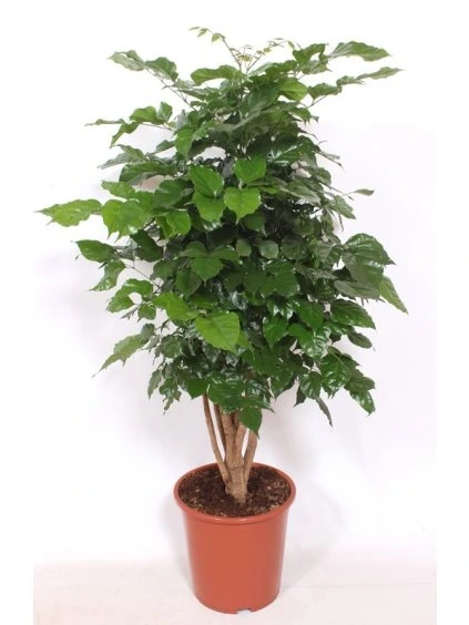 Radermachera hainanensis V140cm