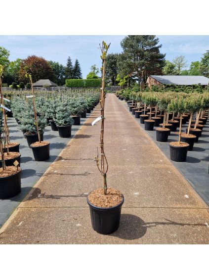 Vitis 'Bianca' V210cm