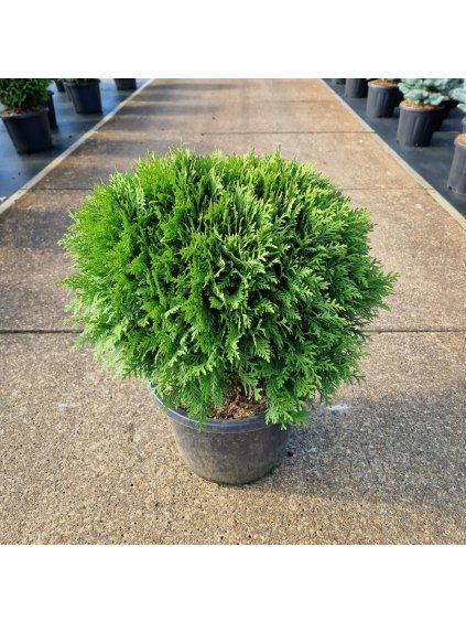 Thuja occidentalis 'Danica' V60cm