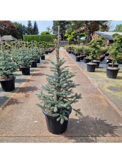 Picea pungens Fat Albert V130cm