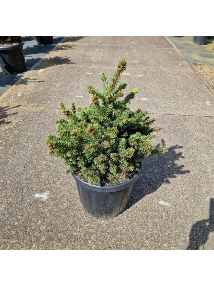 Picea pungens Luckey Strike V80cm