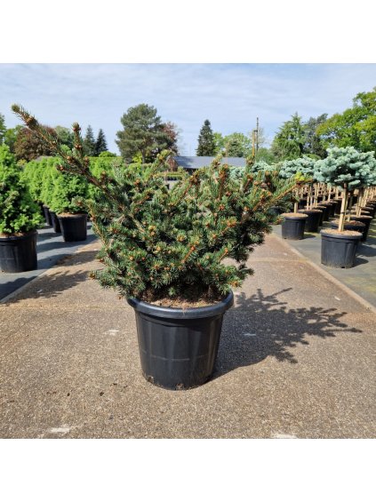 Picea pungens Luckey Strike V100cm
