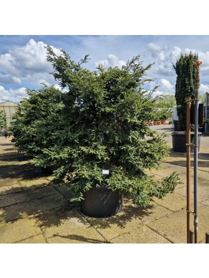 Tsuga canadensis Verkade Recurved V250cm