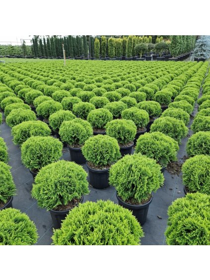 Thuja occidentalis 'Danica' V50cm