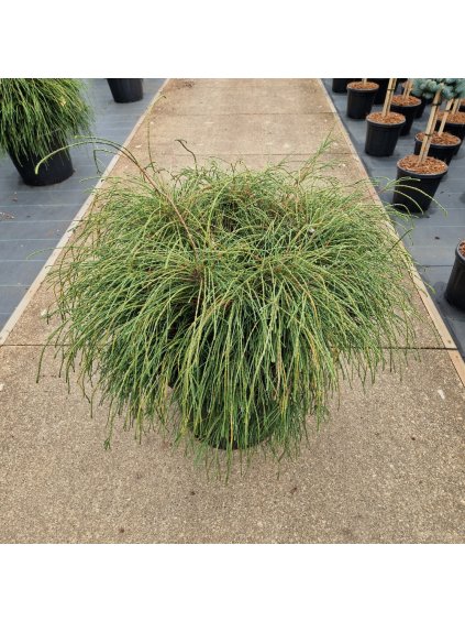 Thuja plicata 'Whipecord' V150cm