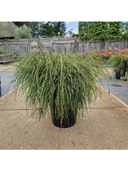 Thuja plicata 'Whipecord' V110cm