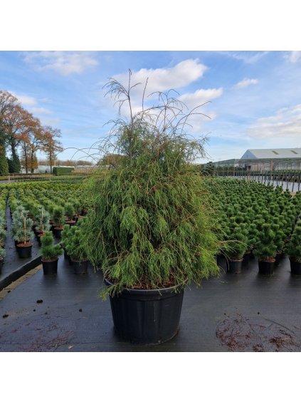 Thuja occidentalis Filiformis V240cm