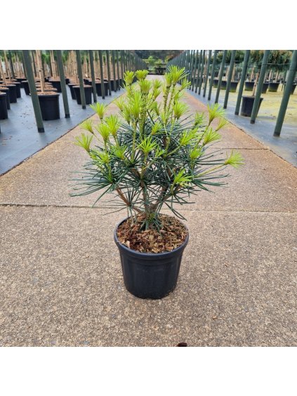 Sciadopitys verticillata V50cm