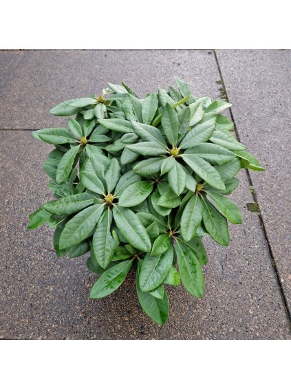 Rhododendron (T) Black Widow V70cm