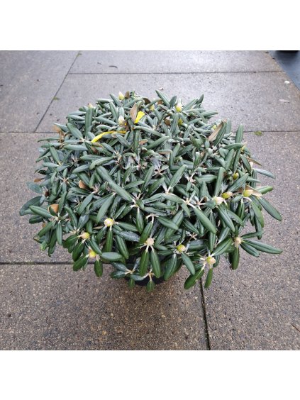 Rhododendron (Y) FCC V90cm