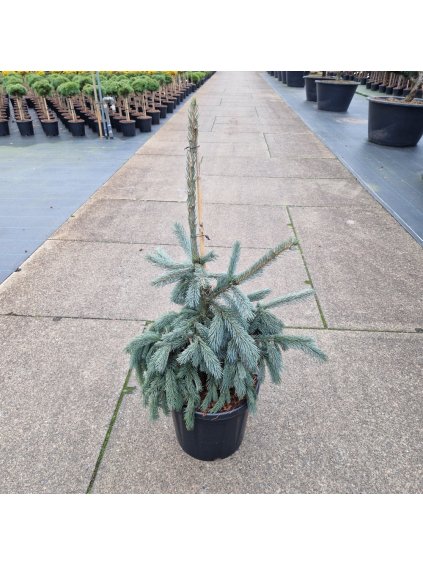 Picea engelmannii Glauca V90cm