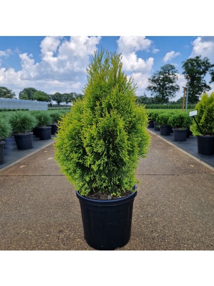 Thuja occidentalis Golden Smaragd V70cm