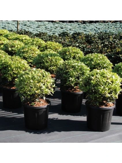 Osmanthus heterophyllus Goshiki V70cm